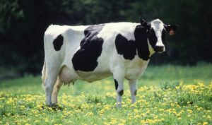 Krowa publicdomainpictur