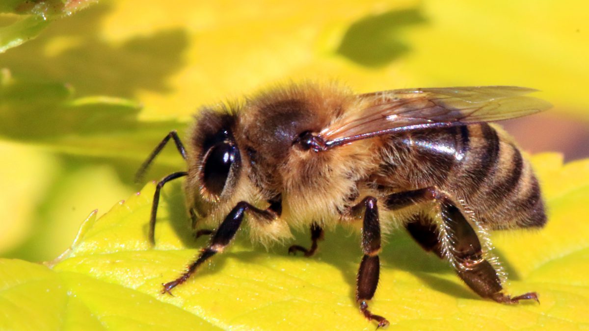 Rój pszczół, czyli rzecz o pszczelarzach